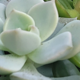 多肉植物の写真